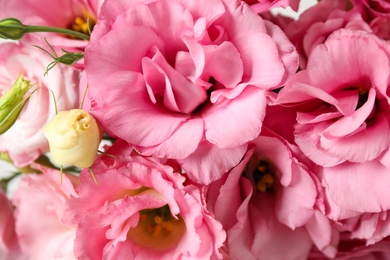 Beautiful pink Eustoma flowers as background, closeup