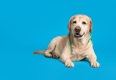 Cute Labrador dog with stethoscope as veterinarian on light blue background