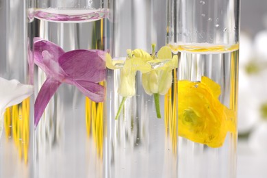 Test tubes with different flowers, closeup. Essential oil extraction