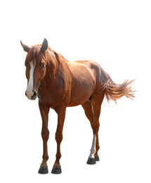 Image of Chestnut horse walking on white background. Beautiful pet  