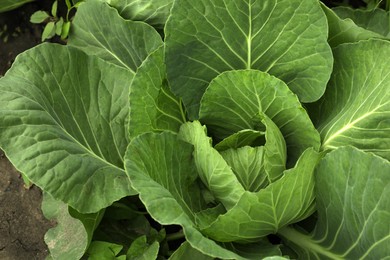 Cabbage plant with green leaves in soil, above view
