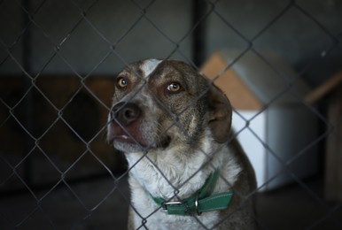 Homeless dog in cage at animal shelter