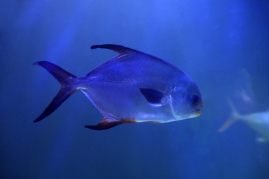 Palometa fish swimming in clear aquarium water