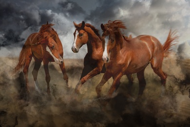 Beautiful horses kicking up dust while running under stormy sky