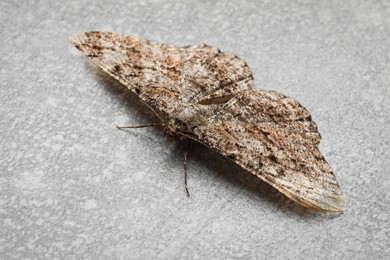 Single Alcis repandata moth on light grey background, closeup