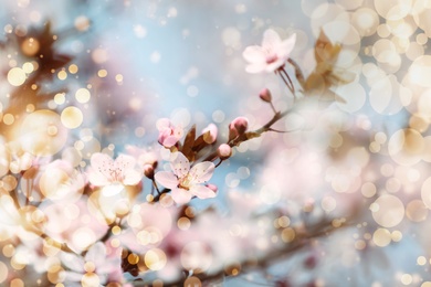 Closeup view of blossoming tree outdoors on spring day