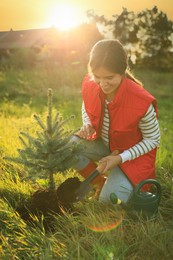 Photo of Young woman planting conifer tree in countryside on sunny day