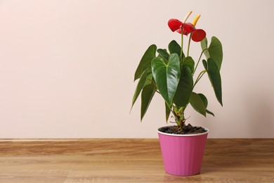 Photo of Beautiful anthurium in pot on floor indoors, space for text. House plants