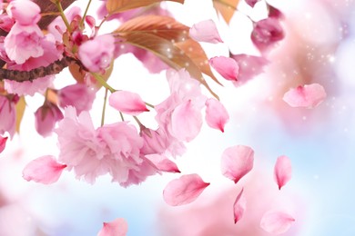Beautiful pink sakura blossom and flying petals, closeup