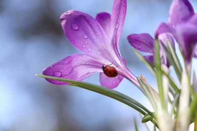 Ladybug on fresh purple crocus flower growing against blurred background, closeup