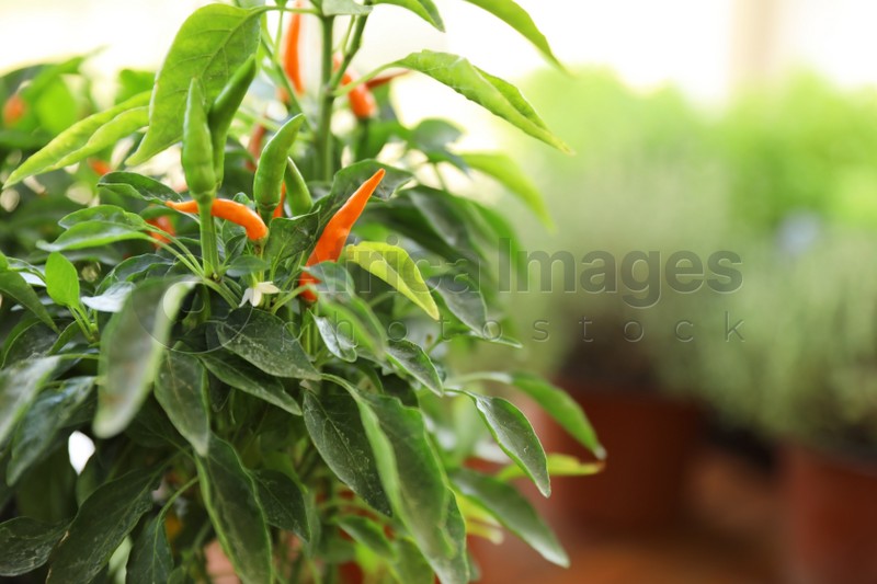 Photo of Fresh home plant on blurred background, closeup. Space for text