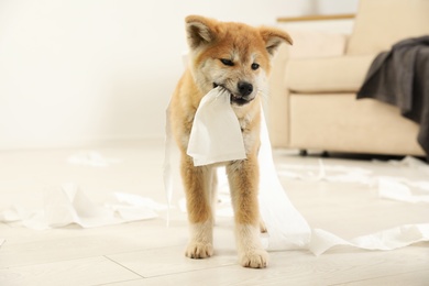 Cute akita inu puppy playing with toilet paper indoors