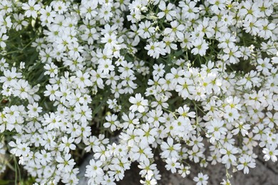 Beautiful white snow-in-summer flowers outdoors, top view