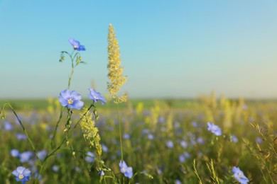 Beautiful blooming flax plants in meadow, space for text
