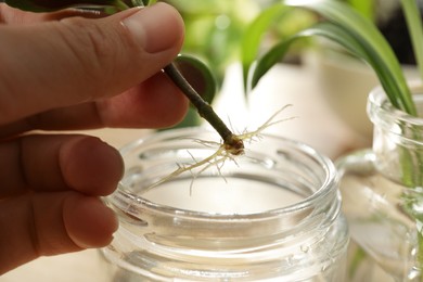 Photo of Woman holding root of house plant above jar on blurred background, closeup
