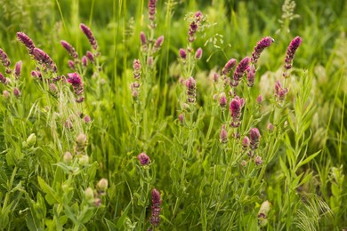 Beautiful purple salvia flowers growing in green grass outdoors, closeup view