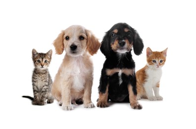 Adorable little kittens and puppies on white background