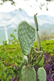 Beautiful green opuntia cactus growing outdoors. Exotic plant