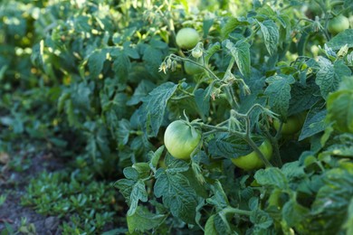 Beautiful green tomato plant growing in garden, space for text