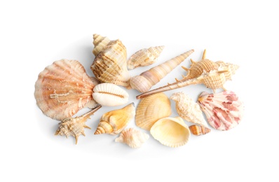 Beautiful exotic sea shells isolated on white, top view