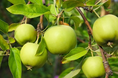Green apples and leaves on tree branches in garden, closeup