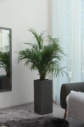 Beautiful green houseplant and comfortable sofa near window in living room. Interior design