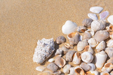 Many beautiful sea shells on sandy beach, above view. Space for text