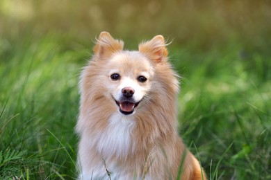 Photo of Cute dog in park on sunny day