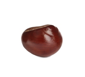 One brown horse chestnut isolated on white