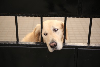 Photo of Adorable dog peeking out of metal fence outdoors