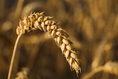 Ripe wheat spike in agricultural field on sunny day, closeup