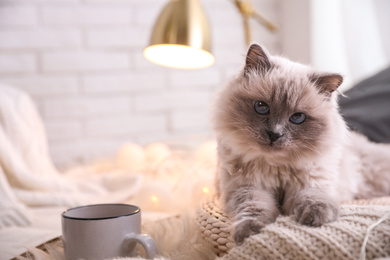 Birman cat and cup of drink on rug at home. Cute pet