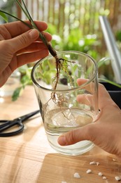 Woman putting root of house plant into water at wooden table, closeup