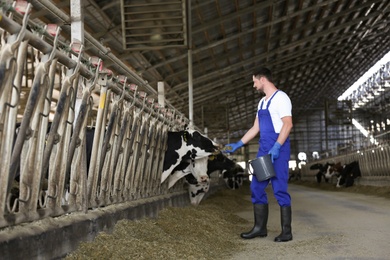 Photo of Worker feeding cow with hay on farm. Animal husbandry