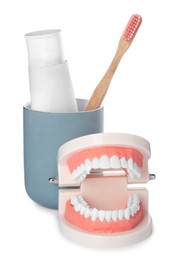 Educational dental typodont model with teeth near paste and brush in holder on white background