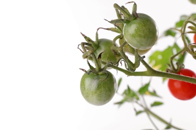 Tomato plant with unripe fruits on white background, closeup