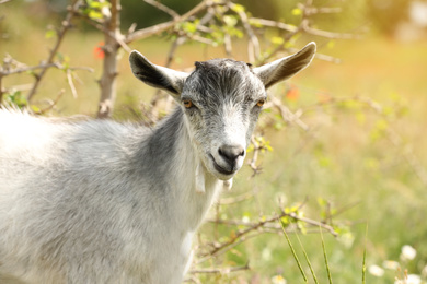 Photo of Cute grey goatling in field. Animal husbandry