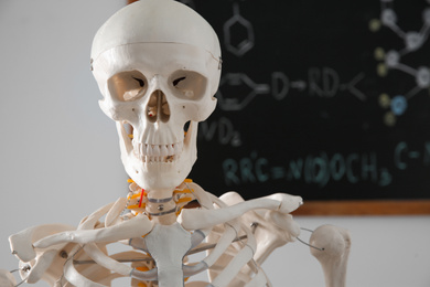 Human skeleton model near chalkboard in classroom