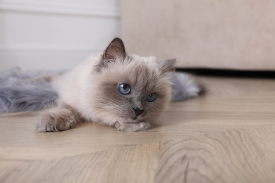 Beautiful fluffy cat lying on warm floor in room. Heating system