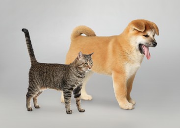 Cute cat and dog on grey background. Animal friendship