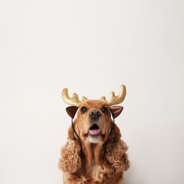 Adorable Cocker Spaniel dog in reindeer headband on white background, space for text