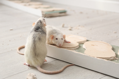 White rats gnawing baseboard indoors. Pest control