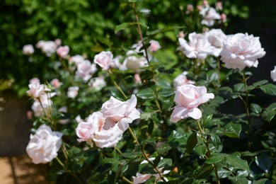 Bush with beautiful pink roses in garden on sunny day, closeup