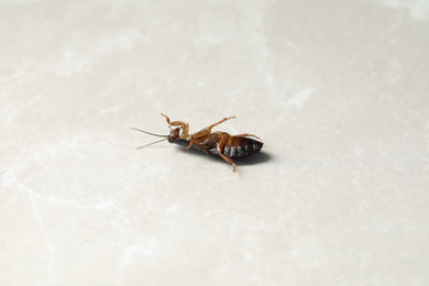 Dead brown cockroach on light grey marble background. Pest control