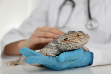 Veterinarian examining bearded lizard on table in clinic, closeup. Exotic pet