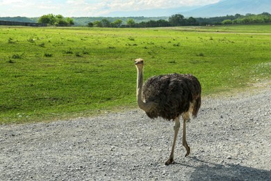 Beautiful African ostrich on road in safari park