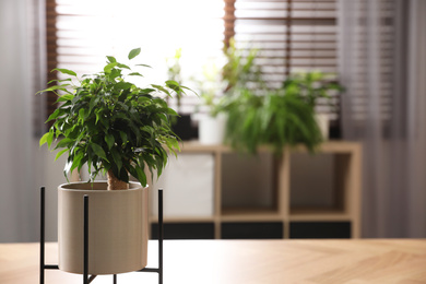 Ficus benjamina on table indoors, space for text. Home plant