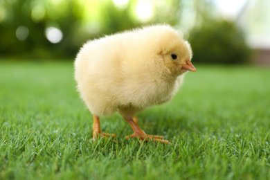 Cute fluffy baby chicken on green grass outdoors, closeup