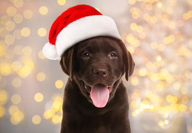 Chocolate Labrador Retriever puppy with Santa hat and blurred Christmas lights on background. Lovely dog