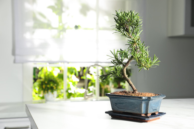 Japanese bonsai plant on white table in kitchen, space for text. Creating zen atmosphere at home